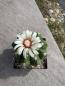 Preview: Gymnocalycium nigriareolatum